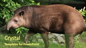  Presentation with wildlife - Presentation theme consisting of south american tapir tapirus terrestris background and a tawny brown colored foreground