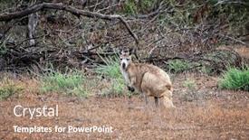  Presentation with outback australia - PPT theme enhanced with south-australia-outback-wilderness background and a coral colored foreground