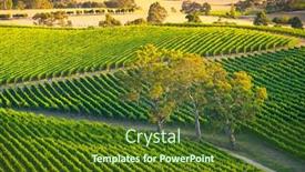  Presentation with vineyard - Amazing theme having south-australian-vineyard-bathed backdrop and a tawny brown colored foreground