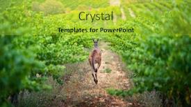  Presentation with vineyard - Beautiful presentation theme featuring south-australian-vineyard-bathed backdrop and a yellow colored foreground