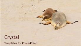  Presentation with lion - Cool new presentation theme with south coast of kangaroo backdrop and a lemonade colored foreground