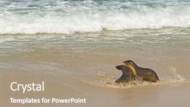  Presentation with sea water - PPT layouts consisting of south coast of kangaroo background and a coral colored foreground