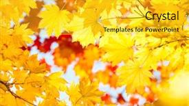  Presentation with blue red and yellow - PPT theme having south korea - red yellow fall maple leafs background and a yellow colored foreground