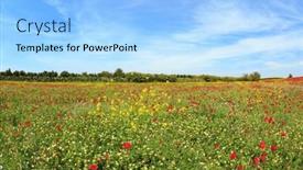  Presentation with red carpet - Slides featuring south-of-israel-early-spring background and a  colored foreground