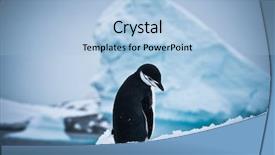 Presentation with white snow - Presentation theme with south pole - black and white penguin background and a light blue colored foreground