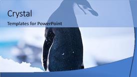  Presentation with white snow - Presentation theme with south pole - black and white penguin background and a light blue colored foreground