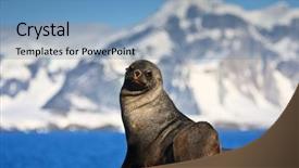  Presentation with rest - Slide deck featuring south pole - brown seal has a rest background and a teal colored foreground