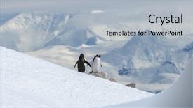  Presentation with antarctic - Presentation design enhanced with south pole - gentoo penguins on iceberg antarctic background and a light blue colored foreground