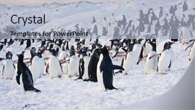  Presentation with antarctic - Presentation having south pole - large group of penguins having background and a light blue colored foreground
