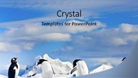  Presentation with pole - PPT layouts enhanced with south pole - penguins dreaming sitting background and a light blue colored foreground
