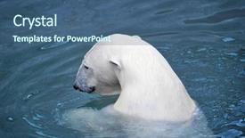  Presentation with polar bear - Amazing PPT layouts having south pole - white polar bear in water backdrop and a  colored foreground