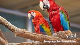  Presentation with parrots - PPT theme with southamerica - two colorful south american blue background and a tawny brown colored foreground
