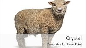  Presentation with sheep - Amazing theme having southdown-sheep-babydoll-smiling-sheep backdrop and a white colored foreground
