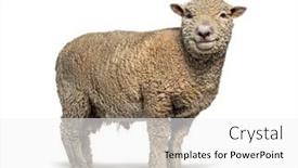  Presentation with sheep - Presentation design having southdown-sheep-babydoll-smiling-sheep background and a white colored foreground