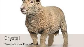 Presentation with sheep - Amazing presentation theme having southdown-sheep-babydoll-smiling-sheep backdrop and a coral colored foreground