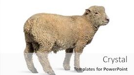  Presentation with sheep - Slide set featuring southdown-sheep-babydoll-smiling-sheep background and a white colored foreground