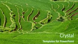  Presentation with rice terraces - Colorful PPT theme enhanced with southeast asia - stepped rice patty terraces backdrop and a tawny brown colored foreground