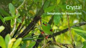  Presentation with joshua tree national park - Slide deck with southeast asian nations - bornean green magpie bird background and a tawny brown colored foreground