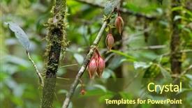  Presentation with pink petal flower animated - Beautiful theme featuring southeast asian nations - closeup flowers of goniothalamus roseus backdrop and a tawny brown colored foreground