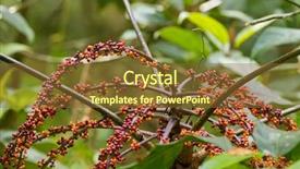  Presentation with sabah - Presentation theme having southeast asian nations - closeup red orange berry fruit background and a tawny brown colored foreground