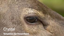  Presentation with sambar - Audience pleasing presentation theme consisting of southeast asian nations - closeup sad eyes of male backdrop and a coral colored foreground