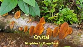  Presentation with tropical rainforest - Amazing slide deck having southeast asian nations - light brown orange mushroom fungi backdrop and a tawny brown colored foreground