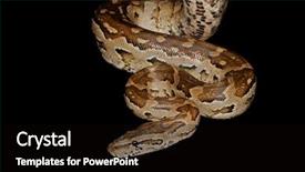  Presentation with python - PPT theme featuring southern african python python natalensis background and a black colored foreground