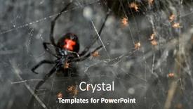  Presentation with babies - Slide deck consisting of southern-black-widow-spider-babies background and a dark gray colored foreground