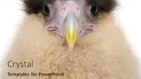  Presentation with old days - Colorful theme enhanced with 20s themed - southern caracaras 20 days old backdrop and a coral colored foreground