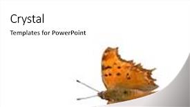  Presentation with butterfly - Cool new slide deck with southern comma butterfly on crete greece june 2004 backdrop and a white colored foreground