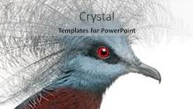  Presentation with pigeon pea diseases - Theme having southern-crowned-pigeon-goura-scheepmakeri background and a white colored foreground