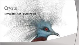  Presentation with pigeon pea - Slide deck featuring southern-crowned-pigeon-goura-scheepmakeri background and a white colored foreground