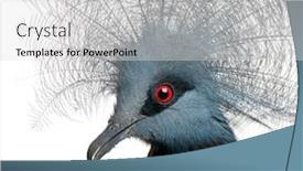  Presentation with background - Slide deck with southern-crowned-pigeon-goura-scheepmakeri background and a light gray colored foreground