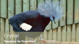  Presentation with wildlife - Cool new slide deck with southern crowned pigeon goura scheepmakeri wildlife animal backdrop and a mint green colored foreground