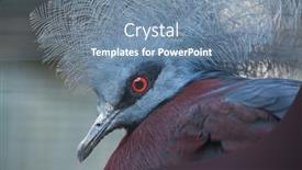  Presentation with pigeon pea - Presentation theme enhanced with southern crowned pigeon goura scheepmakeri sclateri wildlife bird background and a seafoam green colored foreground