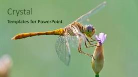  Presentation with natural - PPT layouts having southern-darter-in-natural-habitat background and a  colored foreground