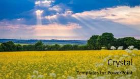  Presentation with vegetable seed - Presentation theme consisting of southern england uk rapeseed oilseed background and a gold colored foreground