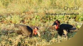  Presentation with ground subsidence - Audience pleasing slide set consisting of southern-ground-hornbill-bucorvus-leadbeateri backdrop and a yellow colored foreground