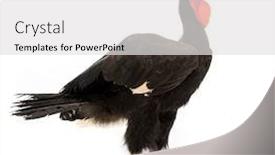  Presentation with group of wildlife crocodile isolated - PPT layouts featuring southern-ground-hornbill-bucorvus-leadbeateri background and a white colored foreground