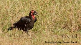  Presentation with ground handling - Slides consisting of southern-ground-hornbill-bucorvus-leadbeateri background and a yellow colored foreground