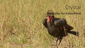  Presentation with solar pannel back ground - Beautiful presentation theme featuring southern-ground-hornbill-bucorvus-leadbeateri backdrop and a yellow colored foreground