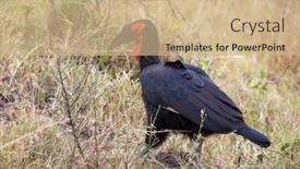  Presentation with ground handling - Slides featuring southern-ground-hornbill-bucorvus-leadbeateri background and a coral colored foreground