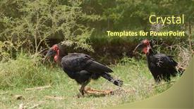  Presentation with lake - Slides having southern-ground-hornbill-in-lake background and a tawny brown colored foreground