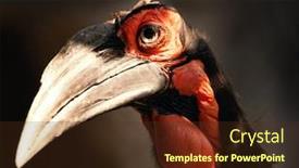  Presentation with ground handling - Slide deck featuring southern-ground-hornbill background and a tawny brown colored foreground