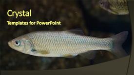  Presentation with freshwater fish - Presentation design enhanced with iberian chub squalius pyrenaicus freshwater background and a wine colored foreground