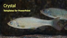  Presentation with freshwater fish - Presentation theme featuring southerners - southern iberian chub squalius pyrenaicus background and a wine colored foreground