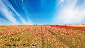  Presentation with floral pastel colors - Slide set featuring southern-israel-huge-floral-carpet background and a gold colored foreground