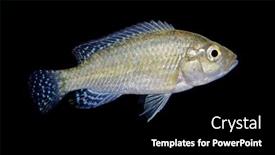  Presentation with black - Beautiful PPT theme featuring southern-mouthbrooder-cichlid-pseudocrenilabrus backdrop and a black colored foreground