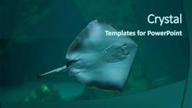 Presentation with americana - Audience pleasing PPT theme consisting of southern stingray dasyatis americana marine fish backdrop and a ocean colored foreground