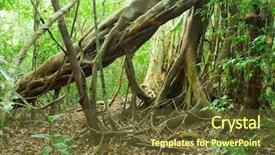  Presentation with winter evergreen forest - Colorful slide set enhanced with southern vietnam evergreen tropical forest backdrop and a tawny brown colored foreground